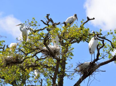 Outdoors nesting nest