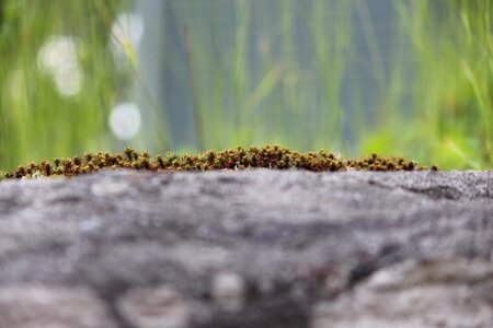 Nature rock edge