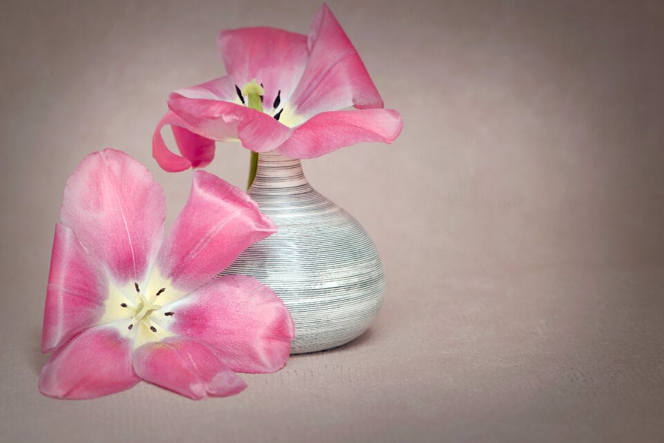 Dusky pink pink petals photo