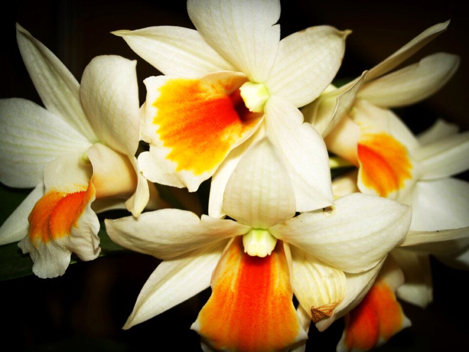 White green yellow