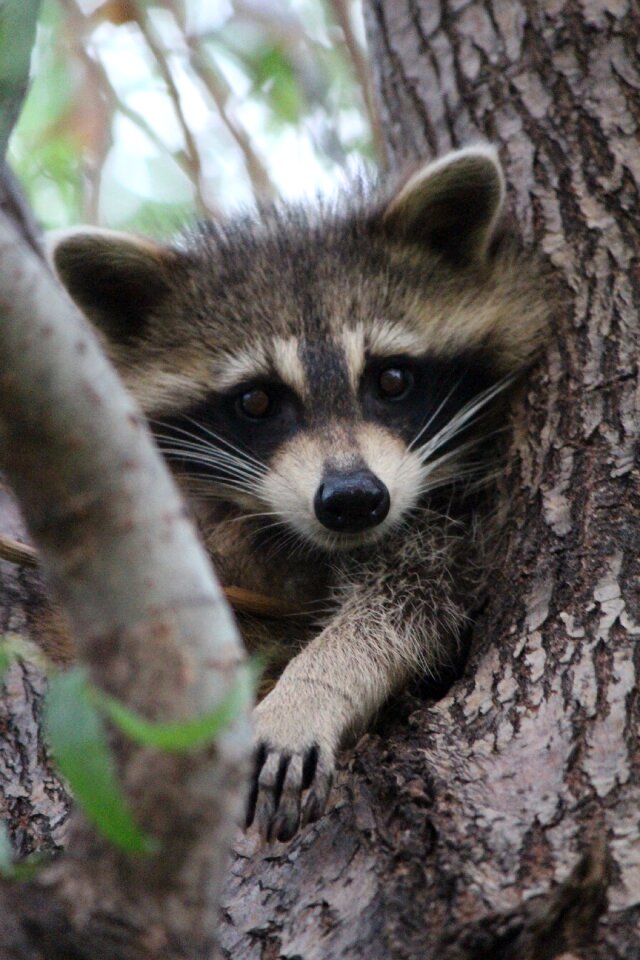 Wildlife animal inquisitive