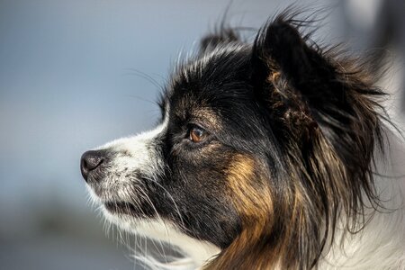 Dog pet watch
