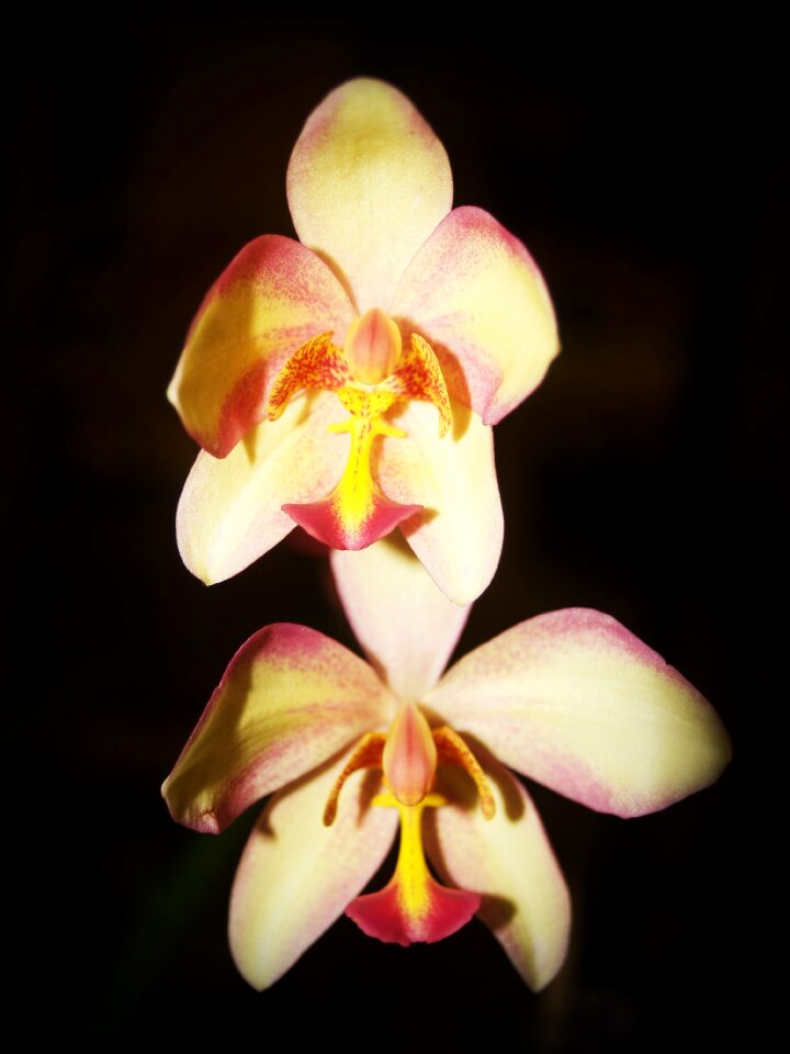 White green yellow