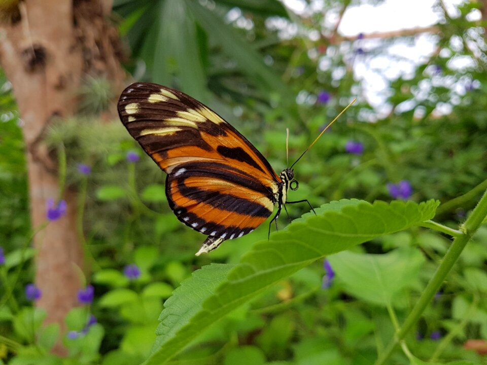 Butterfly wings orange butterfly