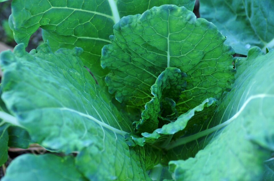 Vegetable culture plant
