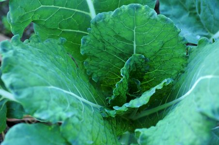 Vegetable culture plant