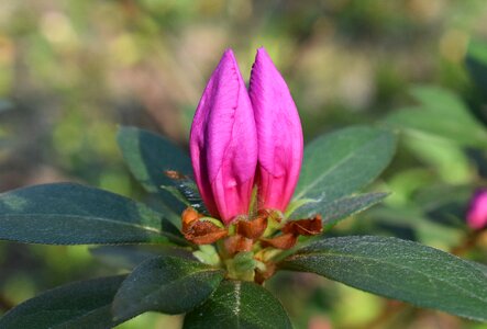 Plant flower bud photo