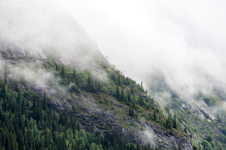 Foggy forest hazy photo