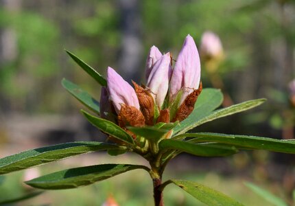 Plant flower bud photo