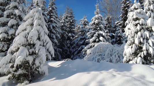 Winter snow frost photo