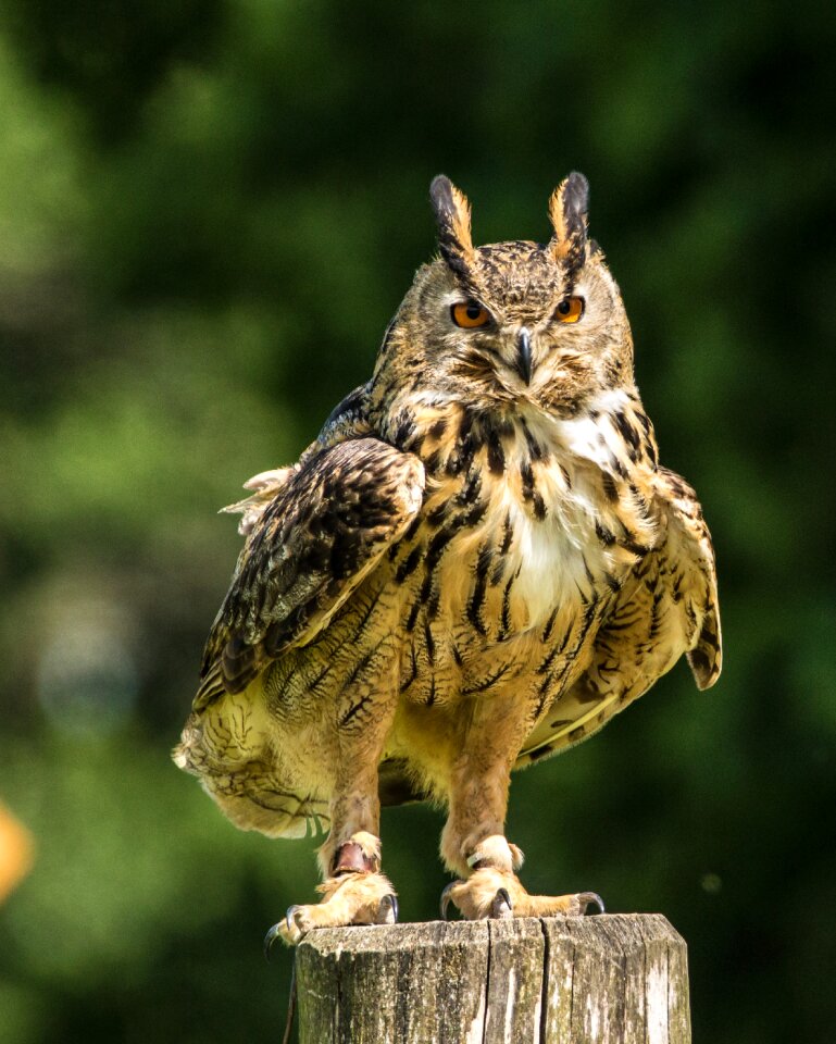 Wildlife nature eurasian