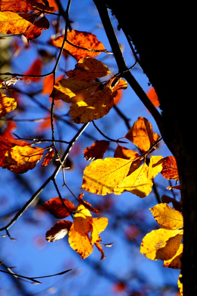 Beech fall color herbstimpression