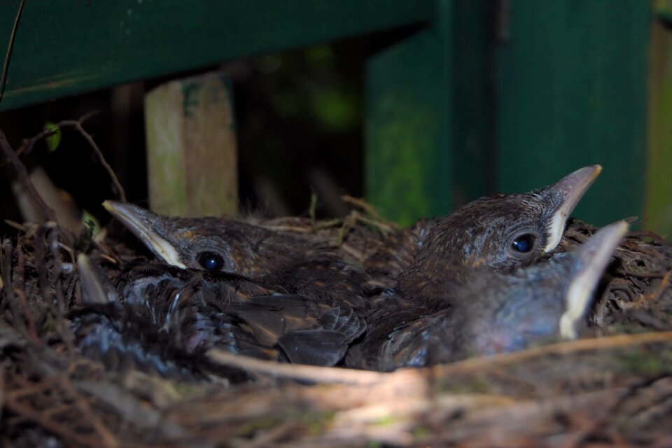 Chicken blackbird kücken young birds photo