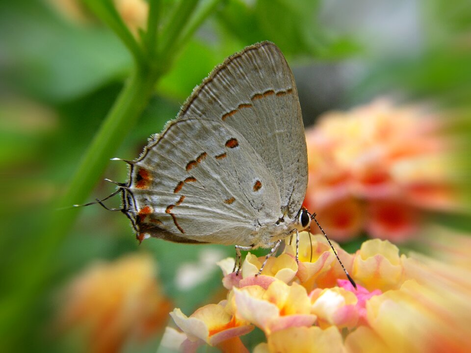 Butterfly pedro nunes butterfly flower
