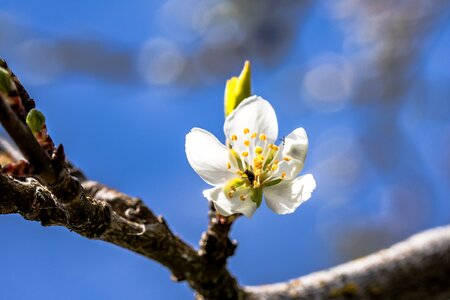 Plum buds leaf flowering stems