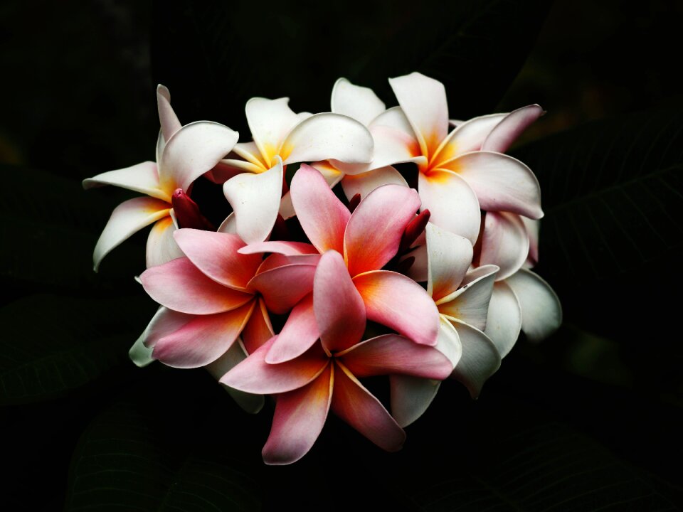 Blooming blossom blur