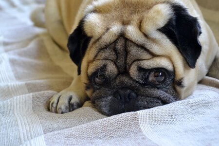 Dog pug lying dog