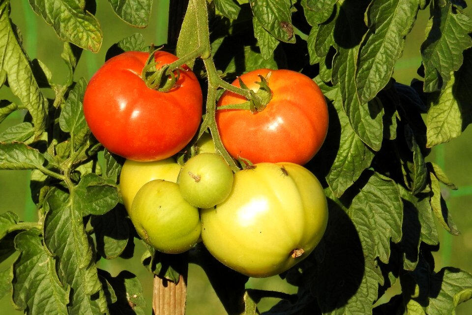 Nachtschattengewächs vegetables tomato plant