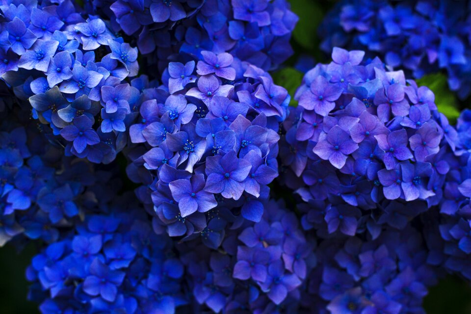 Close-up cluster flora