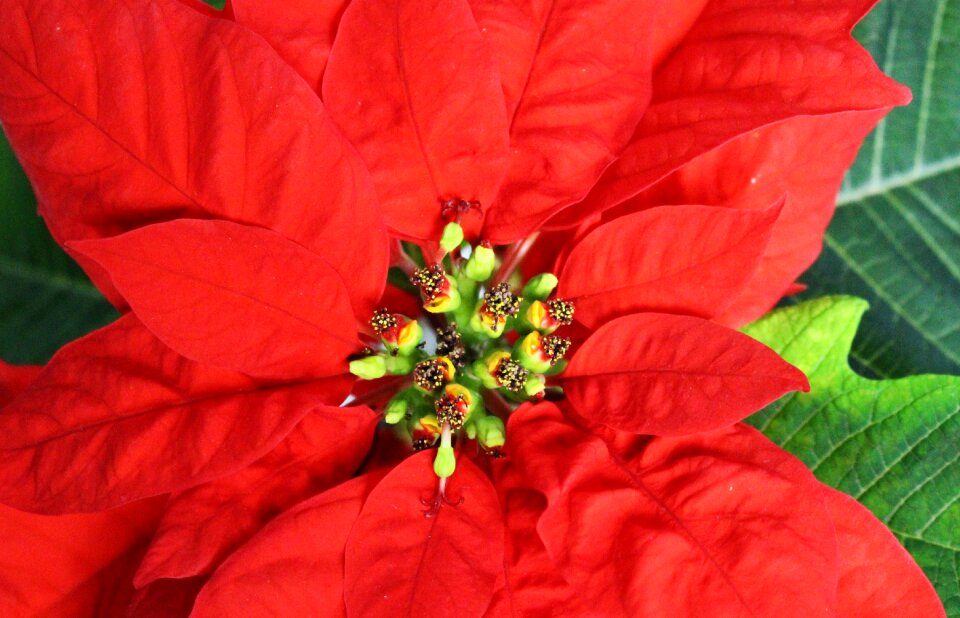 Nature flowers flowering