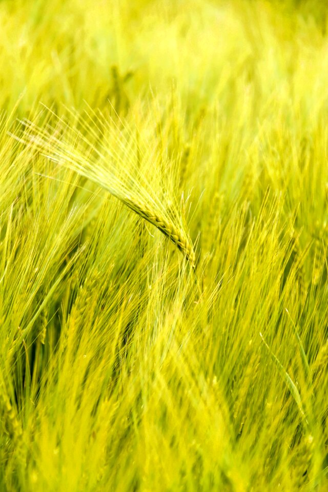 Cereals agriculture grain