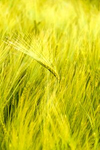 Cereals agriculture grain