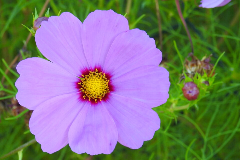 Violet flower cosmos