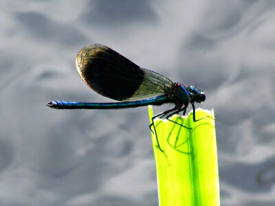Nature closeup fly