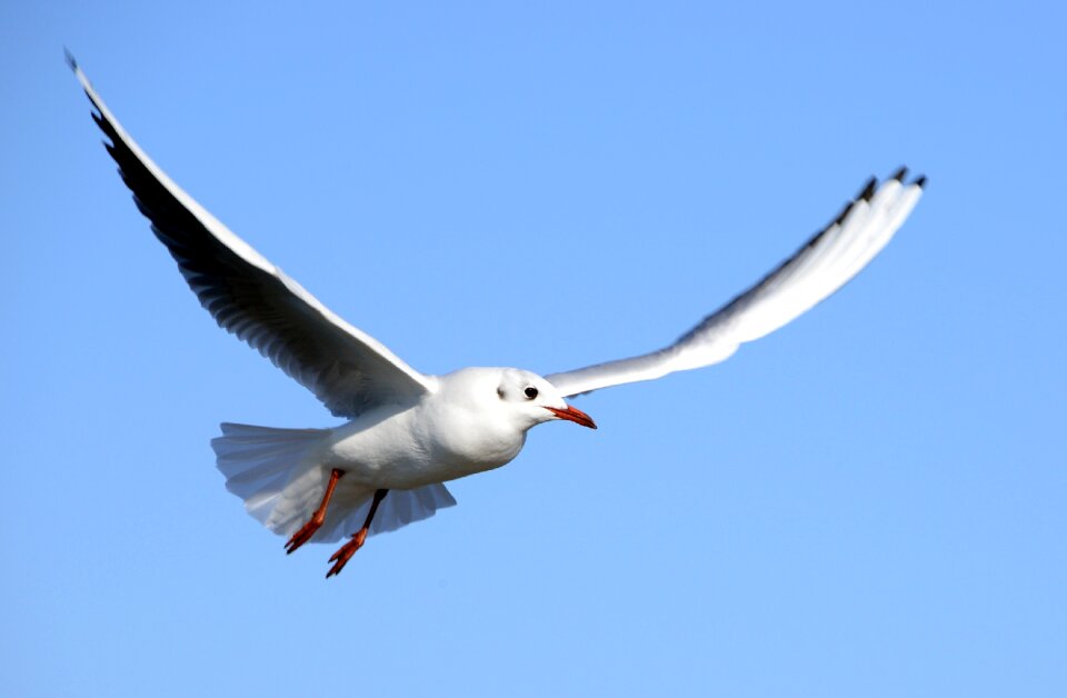 Bird wildlife nature