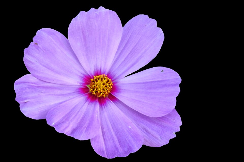 Violet flower cosmos