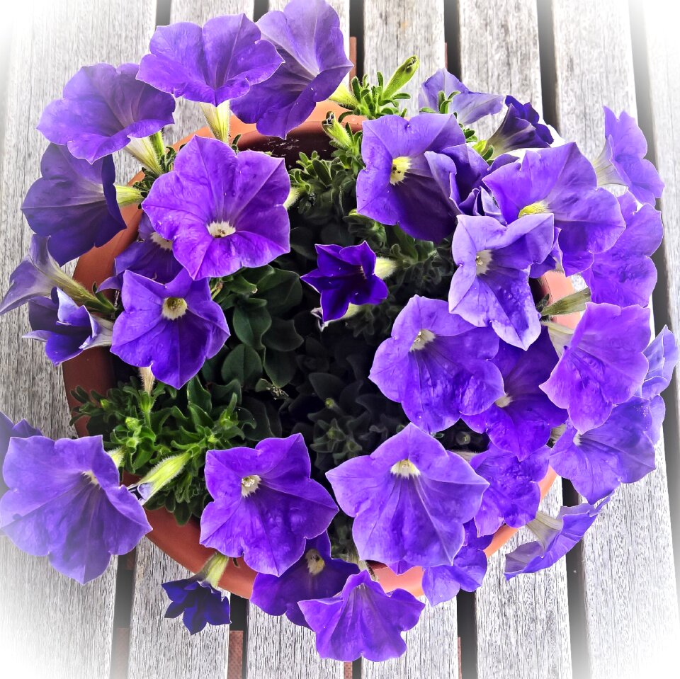 Dark purple flowers fragrant shell