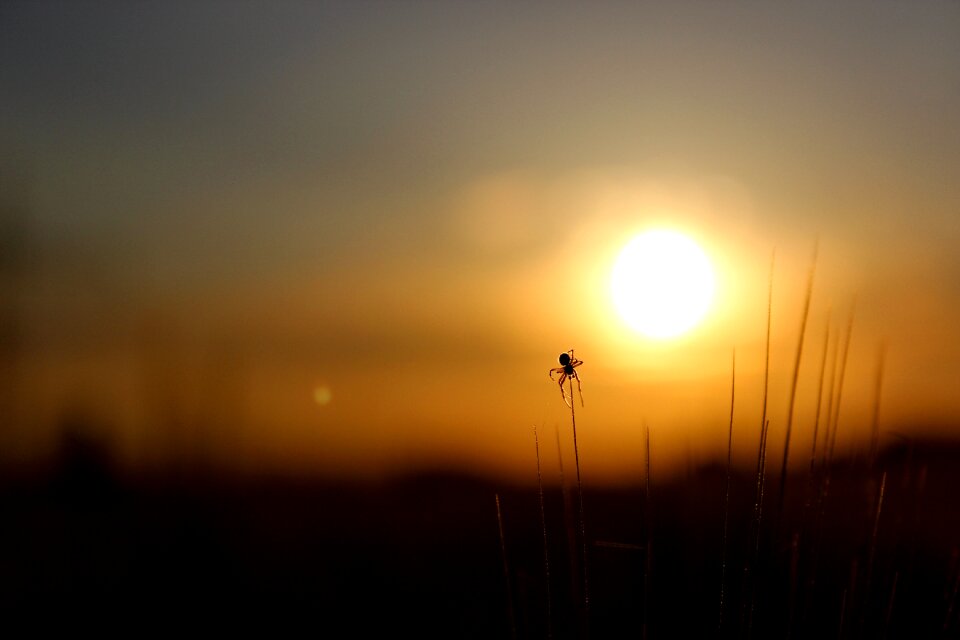 Sun spider early in the morning