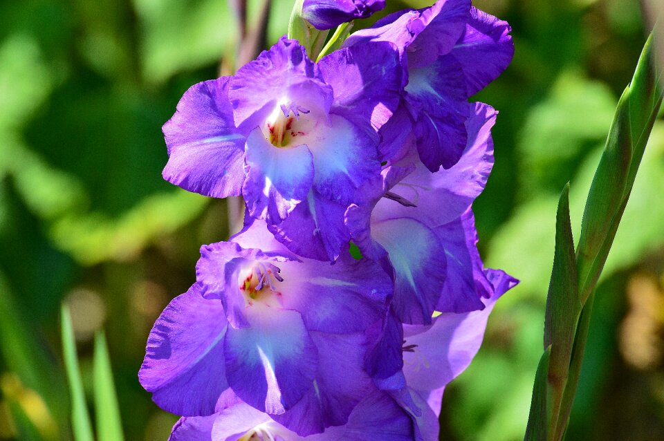 Purple nature flowers