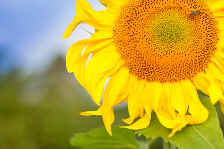 Flower sunflower yellow photo