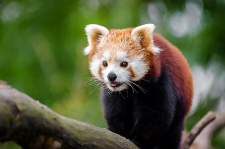 Cute pet red panda
