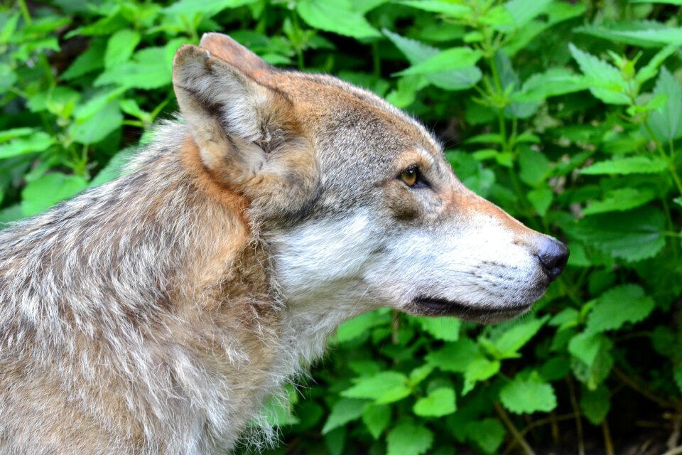 Pack animal animal wolf head