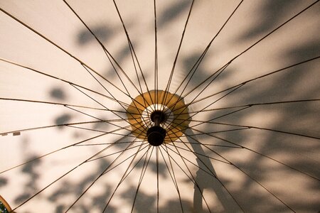 Summer shade tree sunlight photo