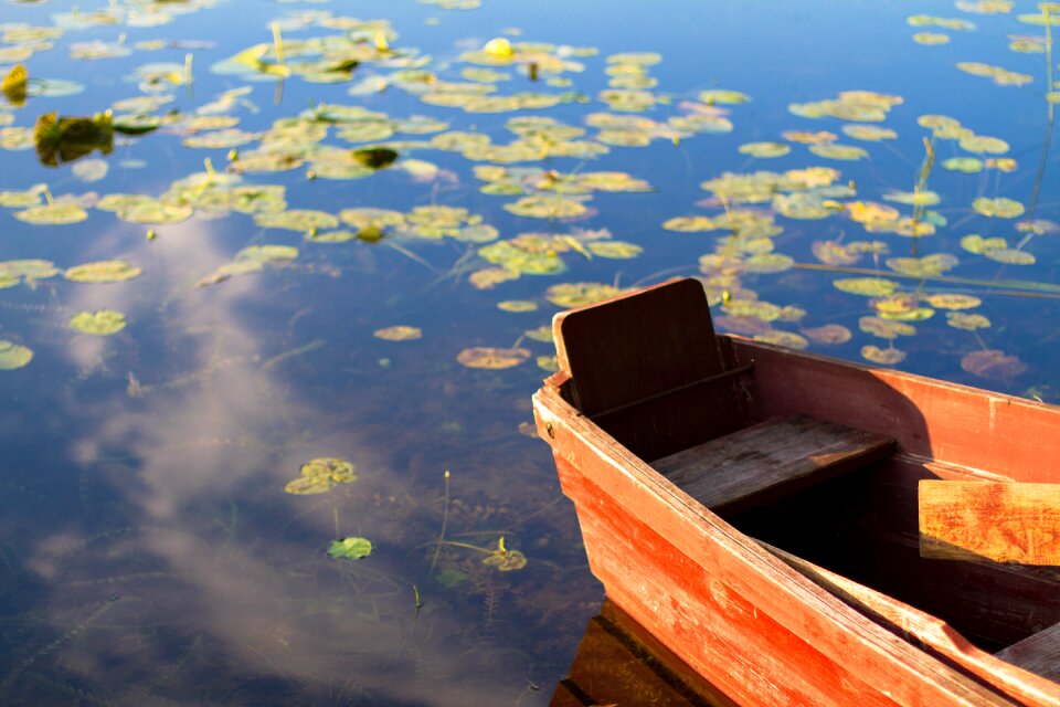 Lake water water lily