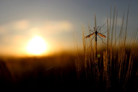Nature grass summer