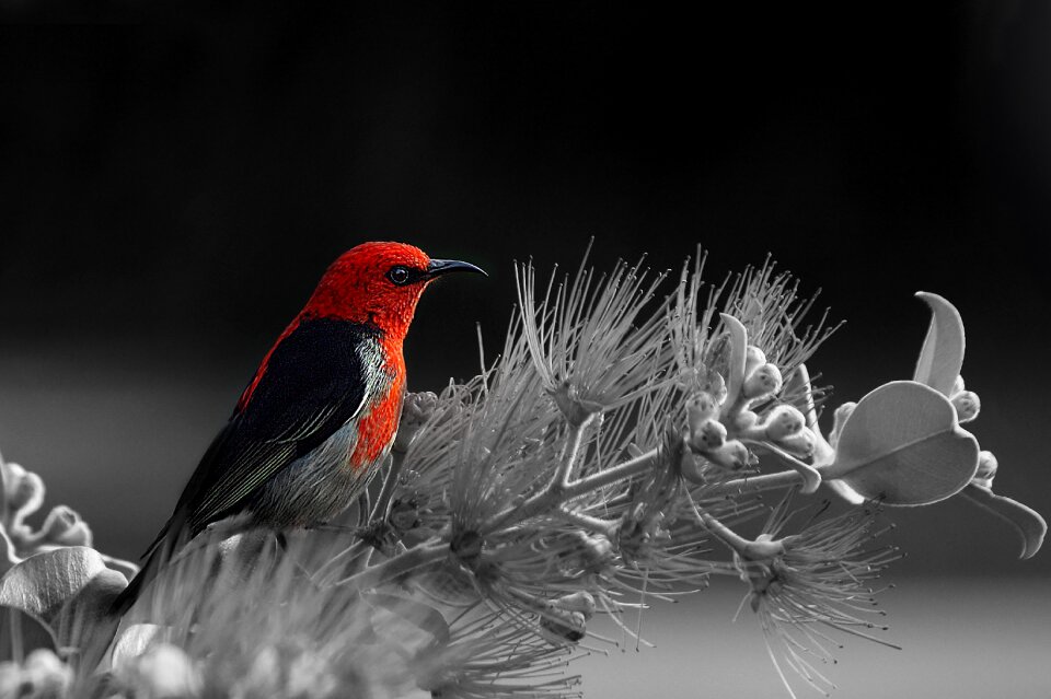 Splash of color gray birds gray color