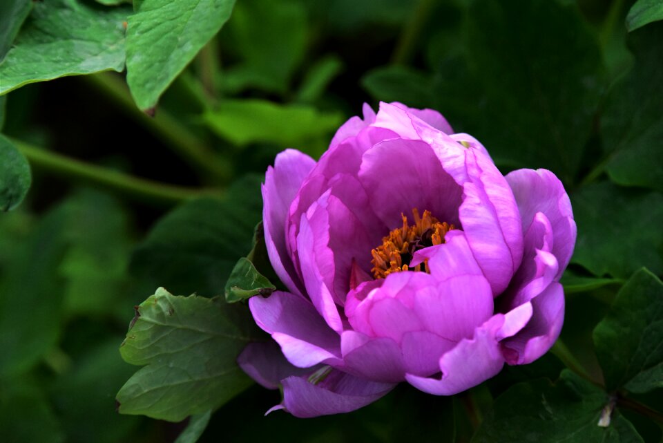 Spring desktop background color