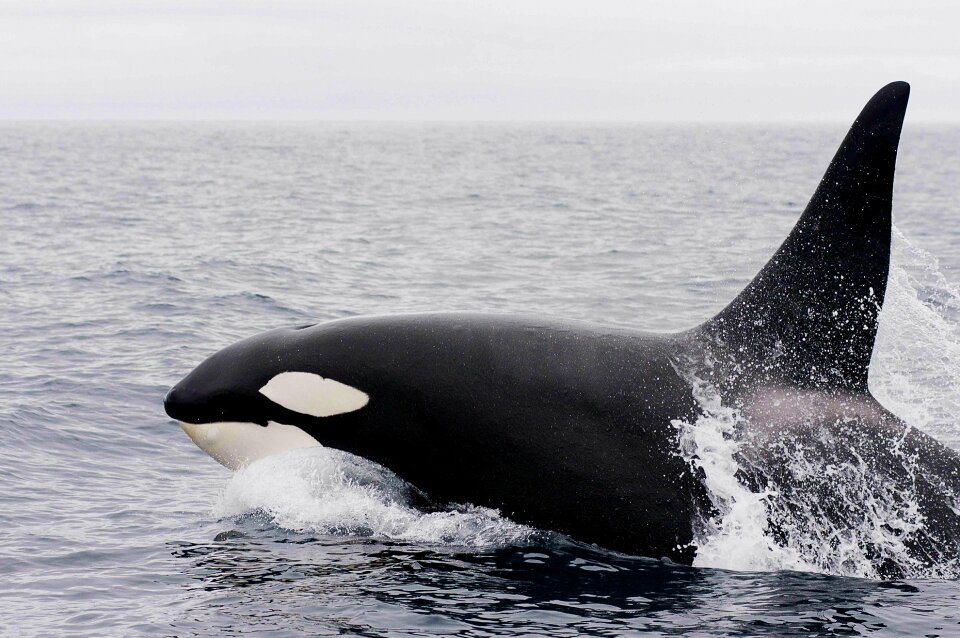 Ocean mammal animal