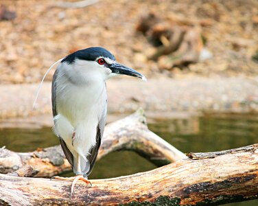 Water bird pond nature photo