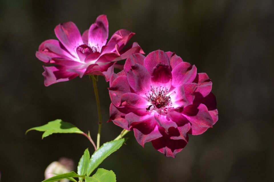 Bloom plant color