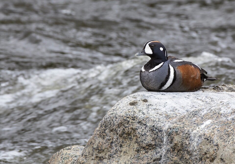 Waterfowl resting rock