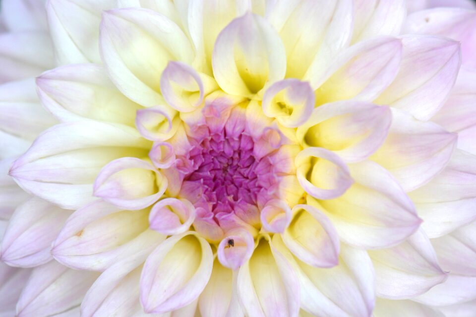 Dahlia white purple