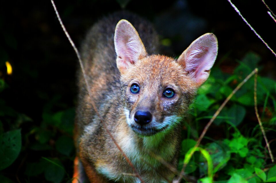 Nature baby indian jackal