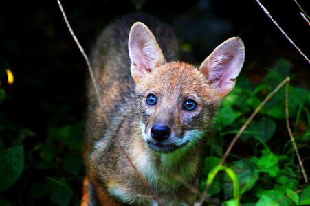 Nature baby indian jackal