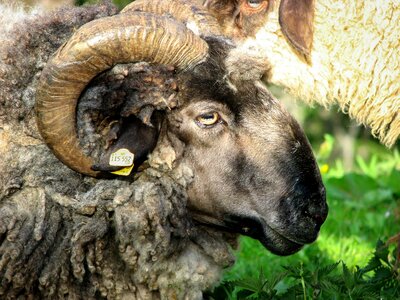 Bock horn wool
