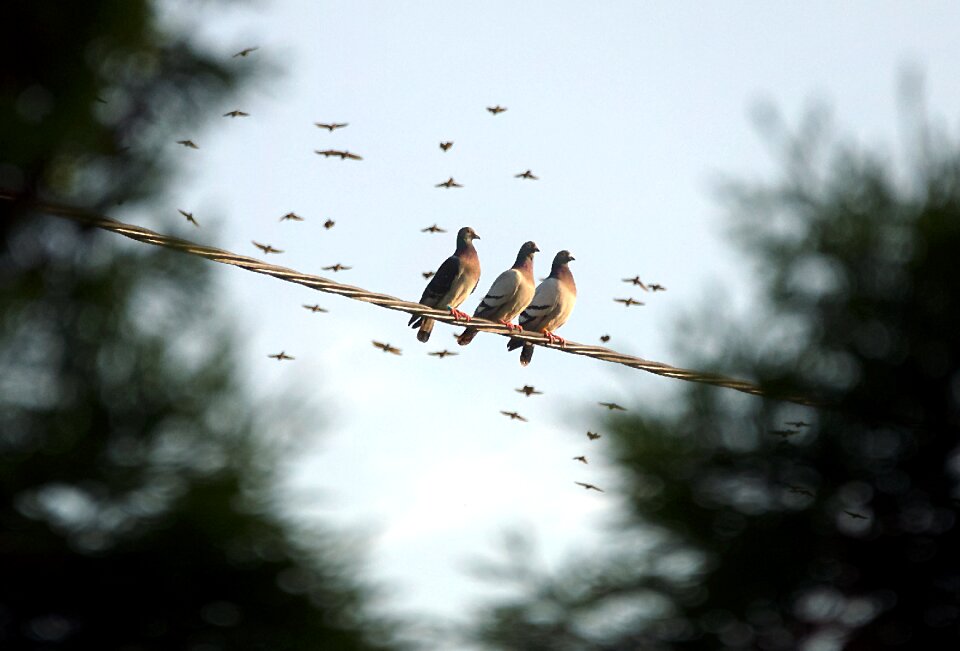 Dove nature freedom
